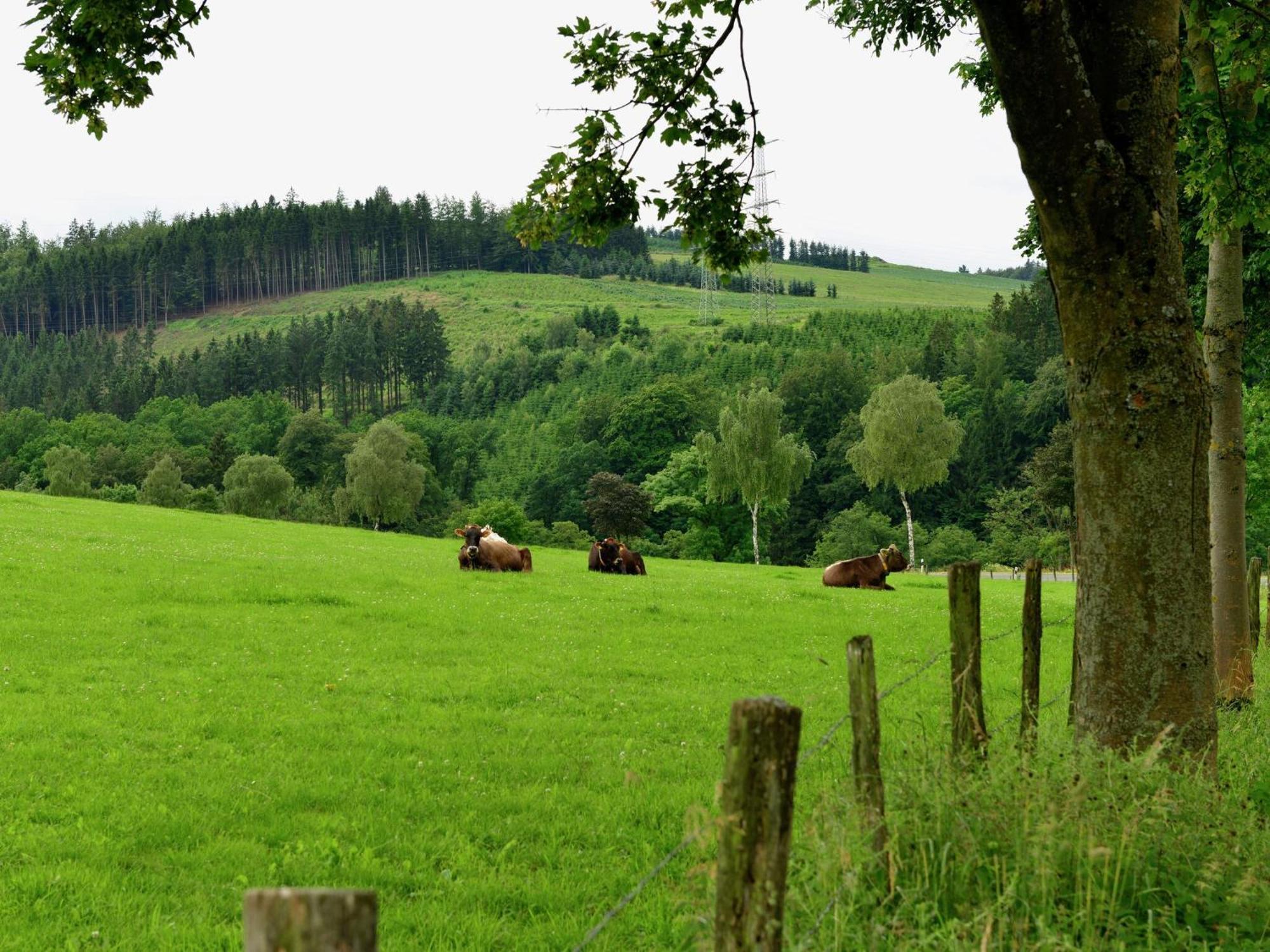 Cozy Holiday Home With Wifi In Hochsauerland Elpe エクステリア 写真